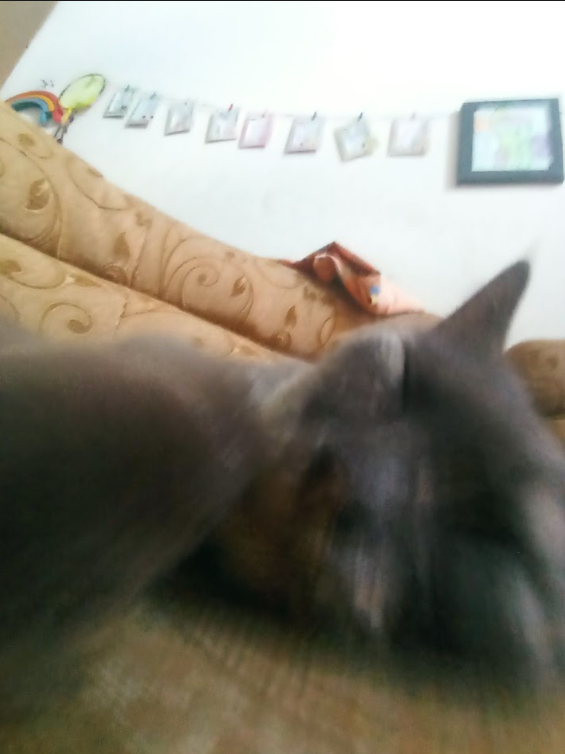 Kitty